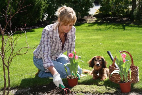 Clean and controlled pruning to improve tree shape and clearance